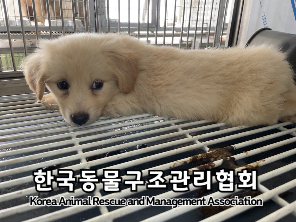 한국동물구조관리협회_441560202400935